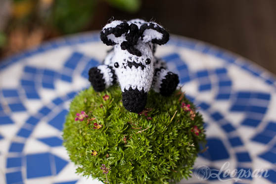 Zoe the zebra